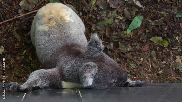 A captivated koala (phascolarctos cinereus), trying to jump over the wall from the ground, attempting to escape the enclosure, close up shot.