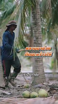 บุกฟาร์ม Coco Cowboy มาดูวิธีเลเวลอัพมะพร้าวน้ำหอมแบบครบวงจร!
