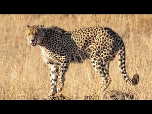 Cheetah struts into safari lodge near Kruger National Park | NEWS IN A MINUTE