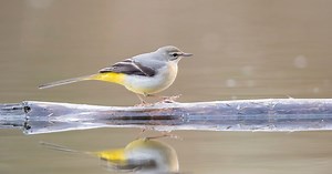 Menacée par la disparition de son habitat, la Bergeronnette des ruisseaux, cet élégant oiseau jaune qu’on croise près des cours d’eau pourrait bientôt se faire rare