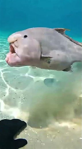 Deep Sea Controller Surprise – Grossest Jump Scare Ever 🌊😈 #shorts