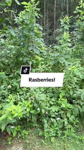Aggressive Raspberry Plants: Gardening Tips and Tricks