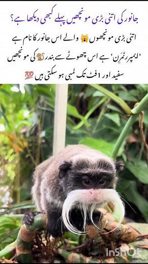 Emperor Tamarin monkey have longest Mustache #emperortamarin #naturefacts #wildlife #nature #shorts