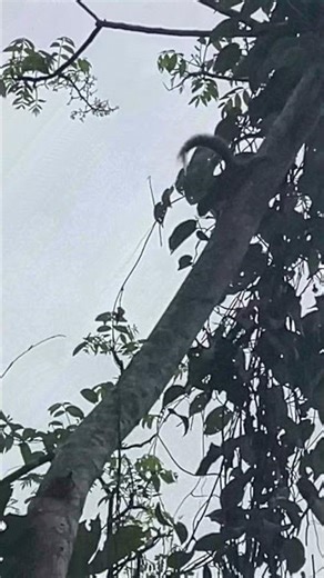 Sri Lankan Palm Squirrel Calling #animals #shorts