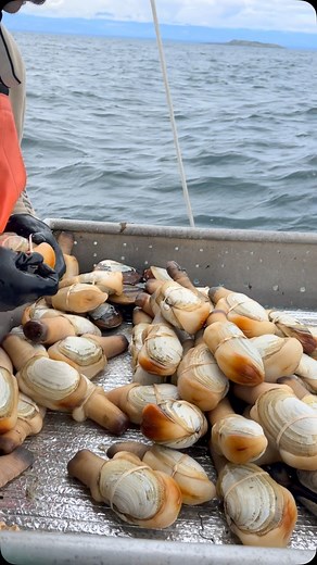 Our aquaculture geoducks are looking 🔥 Growing geoducks is a labour of love! The geoduck seeds of these clams were planted in 2013. They were carefully taken care of by our aquaculture team since then and they are finally ready to be harvested 🫶🏻 #geoduckcanada #geoduck #oceanwise #shellfish #sashimi #sustainableseafood #seafood #canada #canadianseafood #fishing #diving #seafoodfromcanada #clams #westcoast #westcoastseafood #wildseafood #fisheries #wildfishing #commercialfishing #fishers | Ge