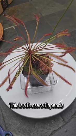 Annie Woods on Instagram: "✨️Drosera Capensis✨️ 🦗Feeding Drosera Live Cricket🦗 This video demonstrates the strength of the Drosera and the mucilage it produces. I couldn't even sling shot that cricket off 😂😂 I grew this plant from seed 2 years ago. I use to feed it by spraying cactus fertilizer, freeze dried bloodworms and wingless gnats.. About 9 months ago, while feeding the geckos crickets.. I got the bright idea to feed the capensis a 1/4 size cricket. Never will I feed them anything but