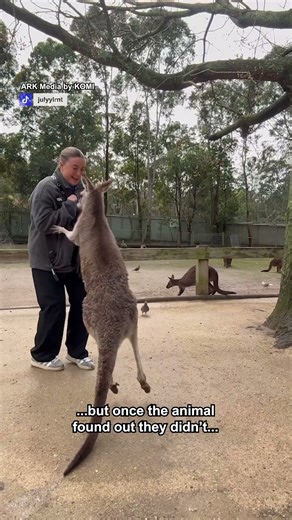 These kangaroos don't like to be tricked 👀🦘