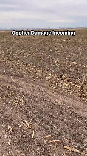 These critters can do some damage. No matter what you throw at them, gophers seem to find a way to mess things up. | Utah Gopher Control | Facebook