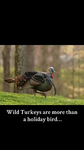 After the leftovers are gone, wild turkeys are still out there navigating predators and shrinking habitat. Listen to @wildturkeydoc on @thefurrealpodcast to hear their story.. #wildturkey #turkey #animals #wildlife #wildlifeconservation #bird #birdconservation #naturestories #animalstories #thefurrealpodcast #markakyle #trendreels #trendingnow | Mark A Kyle | Facebook
