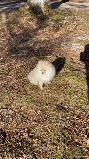 Zum Blog LINK IN BIO 👱🏻‍♀️❤️🐶 #pomeranian #pom #zwergspitz #happydog #petfluencer #pomeranians #souldog #Hundeliebe #AbenteuerMitHund #hundeleben #hund #hunde #pomlife #pomeranianworld #puppy #soulmate