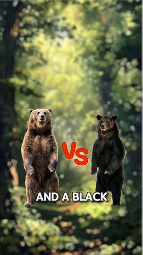 Grizzly vs Black Bear – Who Would Survive a Fight? #grizzlybear #blackbear #wildlifebattle