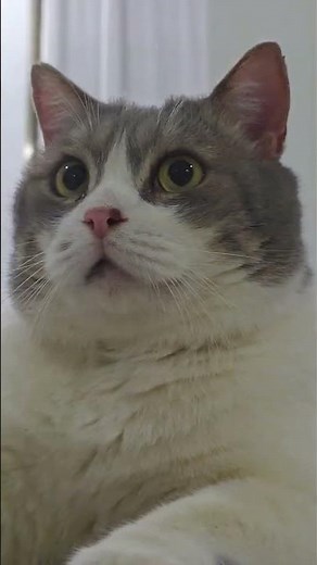 顔を近づけて、ぶた猫ちゃんと対視 #cat #cute#shorts