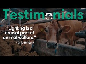 Why This Dairy Farm Upgraded to HATO Lighting for Healthier Cows