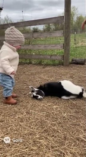 How The Goat Reacts To A Baby!