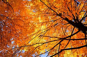 NOAA releases fall weather predictions for Colorado