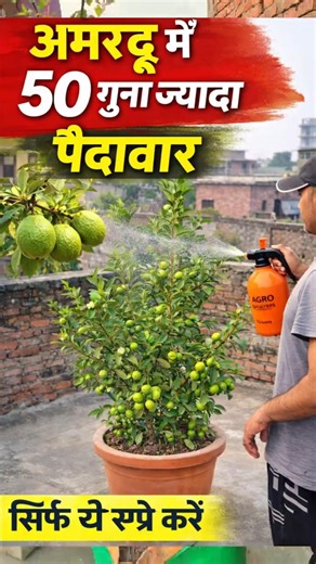 यह खाद से अमरूद में 50 गुना ज्यादा पैदावार मिलेगा | Guava plant care