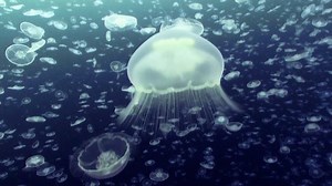 Ten Hours of Incredibly Soothing Ocean Footage Featuring Amazing Creatures of the Sea