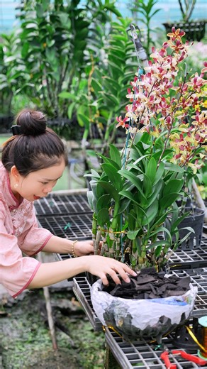 21K views · 429 reactions | Cây lan đang nhiều hoa chăm sóc cần lưu ý gì. #chamsochoalan #hoalandep | hoalandep.com | Facebook