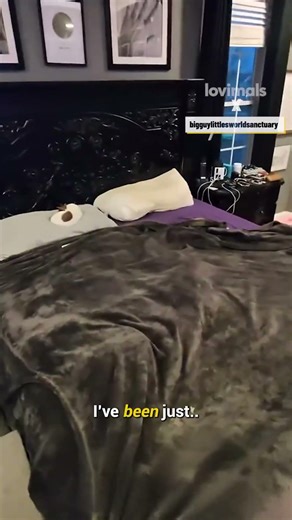 You won’t believe what’s under here 👀🐶💤 @bigguylittlesworldsanctuary #dogs #cute #animals