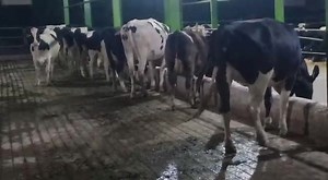 21 reactions · 11 shares | Dairy heifers for sale. Book dairy heifers for dairy farming with pedigree record . Selection are available #03042928053 #akramdairy #holstein #dairyfarming #holsteincow #dairyfree #dutchcow #australiandairy #dairy #dairyanimal #captaindairyfarm | Captain Dairy Farm | Facebook