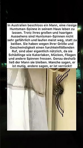 Die Riesenspinne im Haus #Spinne #Australien