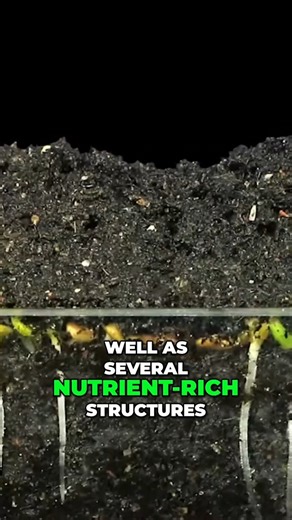 Be sure to go check out my full video on the science of bread over on the Play-Button Platform! #Science #biology #bread #cheese #fermentation #yeast #chemistry #life #mushroom #cool #gross | Forrest Valkai