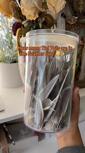 You’ve never see such a spectacular looking tail #yumyumthetiel #cockatiel #parrot #bird #throwbackthursday | Yumyumthetiel