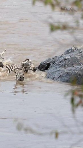 Watch as Zebras struggled against the river currents, and the brave mama zebra jumped in to secure her calf, pure instinct, pure courage. #WildebeestMigration #motherhood #naturelovers | Porcupine Tours