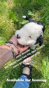 24 reactions | Cute Mr. White face, mini doodle, has the look of a sheepadoodle, the personality of his easy-going mom, the Bmd and his dad Todd the toy poodle. It's a winning combination for a mini doodle to be this easy going and darling. Mr. White face the mini Bernie doodle may not have tan markings but makes up for it all the way around. #MiniDoodle #Doodle4love #PuppyLove #PuppyLover #SheepdogLookAlike #bmd | Doodles4love | Facebook