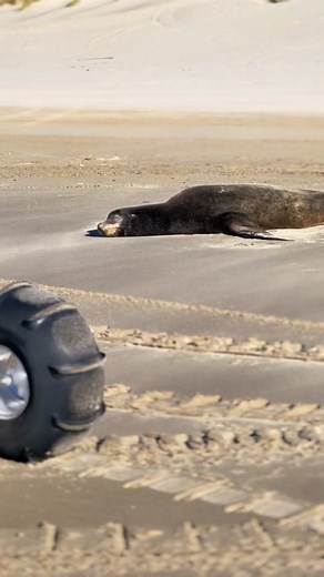Found a seal just chilling waiting for wheelies . . #honda #hondatrx #hondatrx450r #hondatrx450❤️ #trx450 #trx450r #trx450er #trx450rgang #seal #sealion #animal #dunes #duneseason