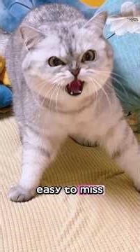 Why Cats Get Angry So Fast #catbehavior #angrycat #cattips #catvideo #cat