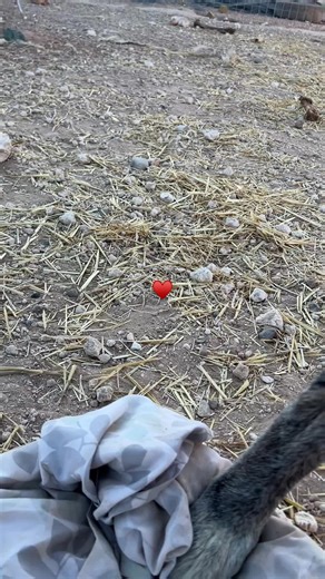 Embrace the Wild: Sweet Beasts and Their Adventures