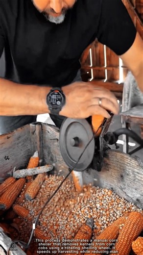 Corn Shelling Work Tool Using Manual Corn Sheller #worktool