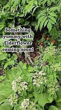 Elderberry Flowers Are Here! Late May Growth Update 🌿