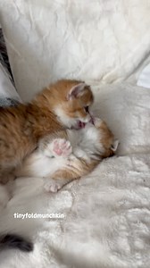 9K views · 137 reactions | Munchkins love wrestling ...