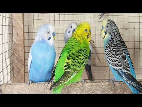 12 Hour Help Lonely Budgies to Chirp, Nature Parakeets Bird Sound