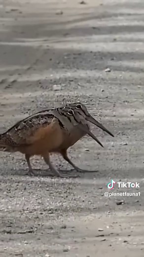 American Woodcock