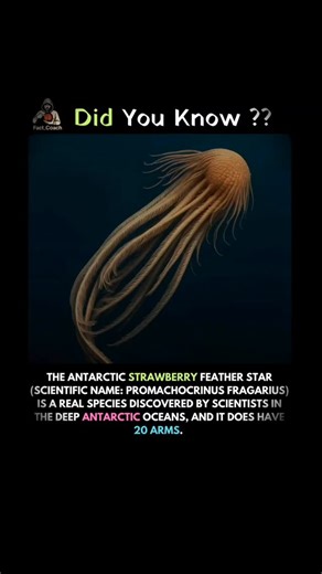 Gaurav ¶ Fact_Coach ¶ on Instagram: "THE ANTARCTIC STRAWBERRY FEATHER STAR (SCIENTIFIC NAME: PROMACHOCRINUS FRAGARIUS) IS A REAL SPECIES DISCOVERED BY SCIENTISTS IN THE DEEP ANTARCTIC OCEANS, AND IT DOES HAVE 20 ARMS.😱😱 #facts #DidYouKnow #octopus"