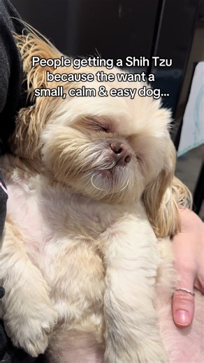 The calm Shih Tzu Life chose us…. So did the gremlins 😂 #shihtzu #shihtzusoftiktok #dog #shihtzulovers