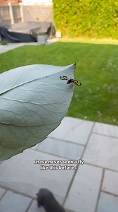 37K views · 3.6K reactions | I have never seen a fly like this before...