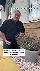 How to prune Lavender in Autumn #lavender #plants #gardentipsforbeginners #gardening #garden #autumn | Dave The Plantman