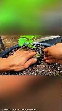 টবে হানিডিউ তরমুজ চাষ! 🍈 মাত্র ৮০ দিনে মিষ্টি ফল পাওয়ার সহজ উপায় | Honeydew Melon Growing