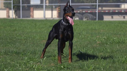 American Doberman vs European Doberman