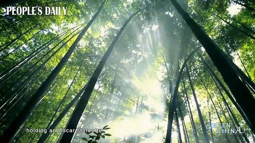 2.8K views · 264 reactions | As the world’s largest bamboo forest, the Shunan Bamboo Forest in southwest China’s Sichuan sprawls across the land for over 120 square kilometers, serving as a vigor vegetation to local ecology. #GreenChina | People's Daily, China | Facebook