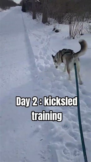 Day two of kicksled training! #kicksled #huskylife #winterfun