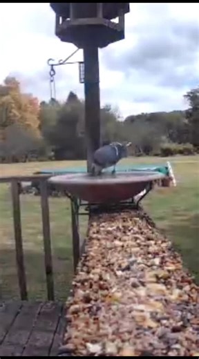 Such a beautiful blue jay coming out for a drink of water. Love to see these birds on my deck. Seen in front of my birdbath cam.