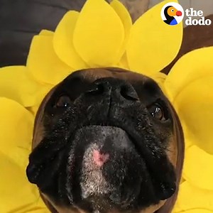 11M views · 14K reactions | Boxers are so weird  | The Dodo | Facebook