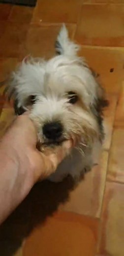 33K views · 644 reactions | ❤️❤️ADOTTATO❤️❤️ STOP alle richieste per SNOOPY !! 冀冀 7 mesi 4 kg. Segni particolari: stupendo Snoopy è un mix di simpatia e dolcezza in una nuvola di pelo.  La sua famiglia rinuncia a lui per allergia. si trova a salerno. Si affida dopo iter conoscitivo cippato e vaccinato (Appello di volontaria esterna | Progetto casa codine felici | Facebook