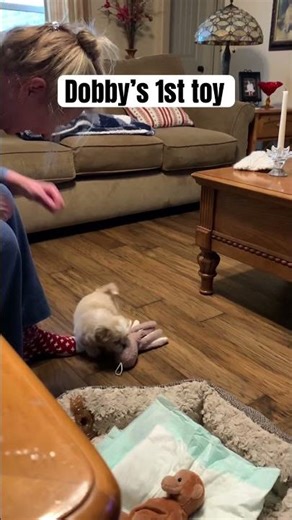 Six week old puppy plays with his first toy octopus in his new home. #lifeisbutadream #pets #puppy