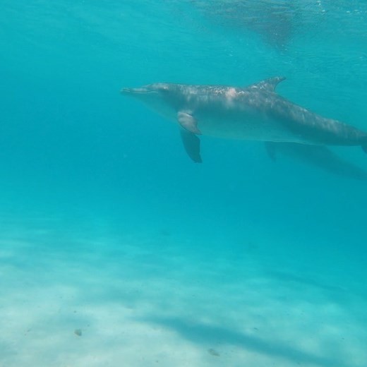 Strick & Fran on Instagram: "Naughty dolphins!!! I’m out "
